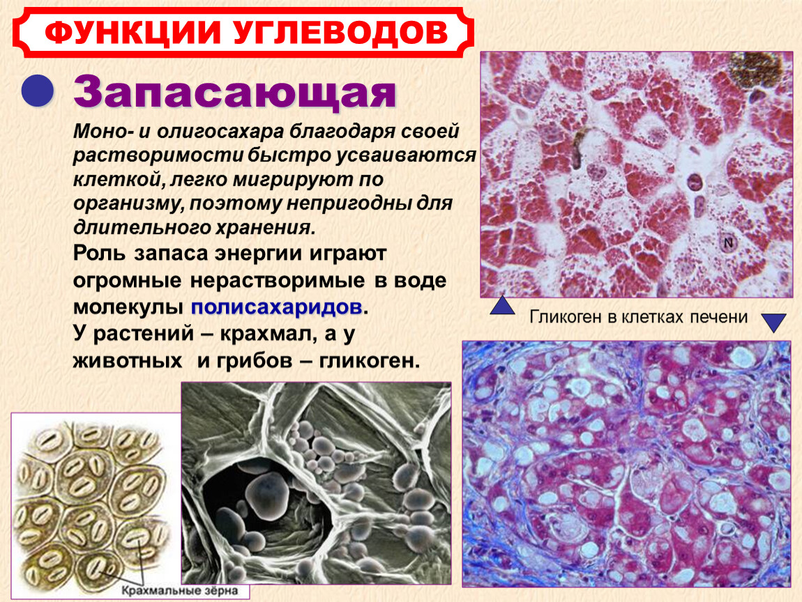 Запасающие белков. Запасающая функция углеводов. Запасающая функция клетки. Запасающая форма углеводов. Запасающая функция соединительной ткани.