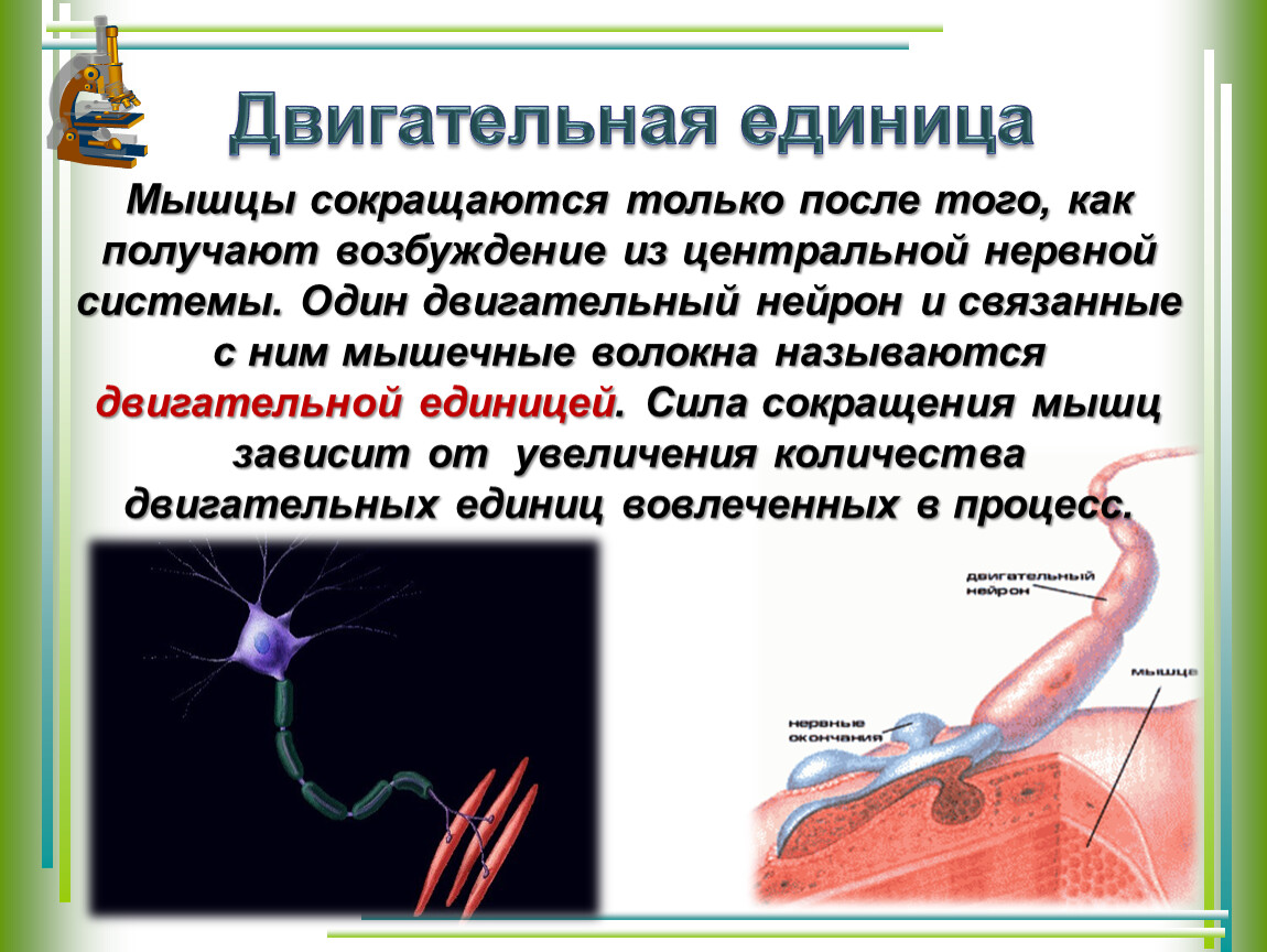 Двигательная единица. Двигательная единица мышцы. Двигательная единица мышечной ткани. Двигательный Нейрон скелетных мышц. Составные части двигательной единицы.