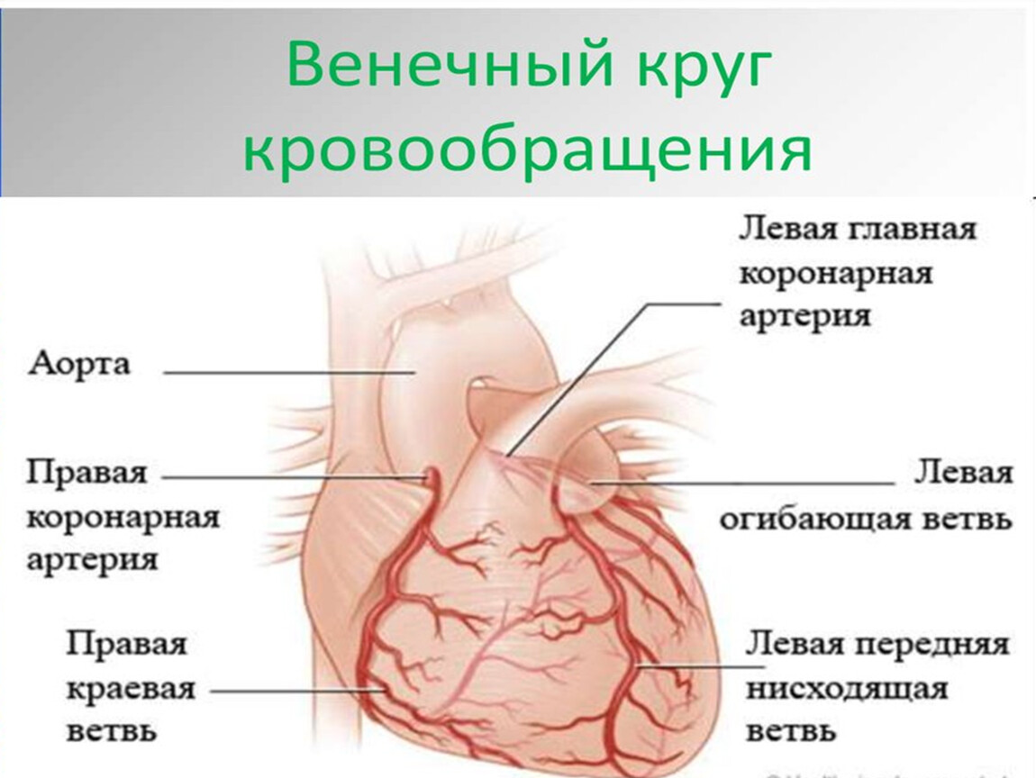 Правая артерия. Строение коронарных артерий. Эпикардиальные коронарные артерии. Левая нисходящая коронарная артерия. Правая венечная артерия сердца анатомия.