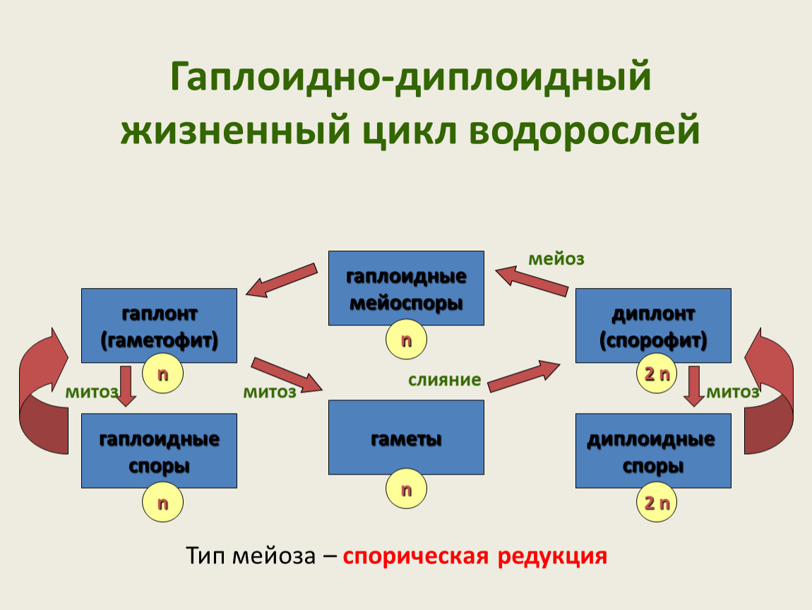 Жизненный цикл водорослей. Жизненный цикл диатомей. Жизненный цикл со спорической редукцией.