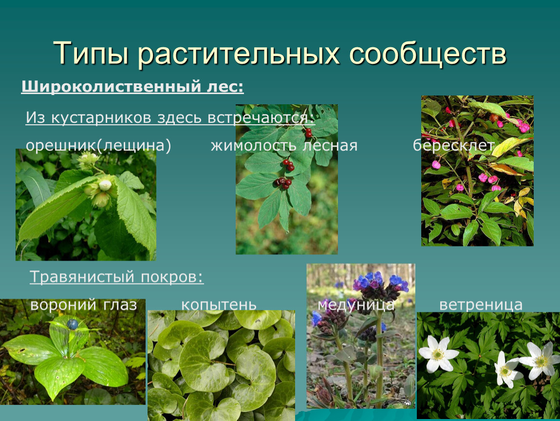 Растения леса 5 класс биология. Растительные сообщества. Растительные сообщества примеры. Типы сообществ растений. Растительное сообщество растений.