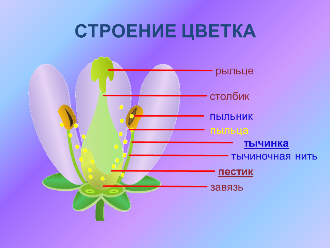 Строение цветка нарцисса схема