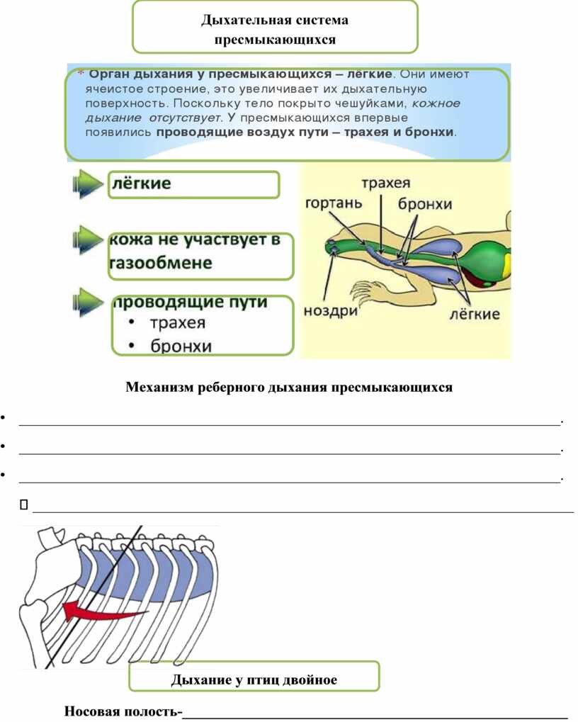 Опорный конспект "Эволюция дыхательной системы"