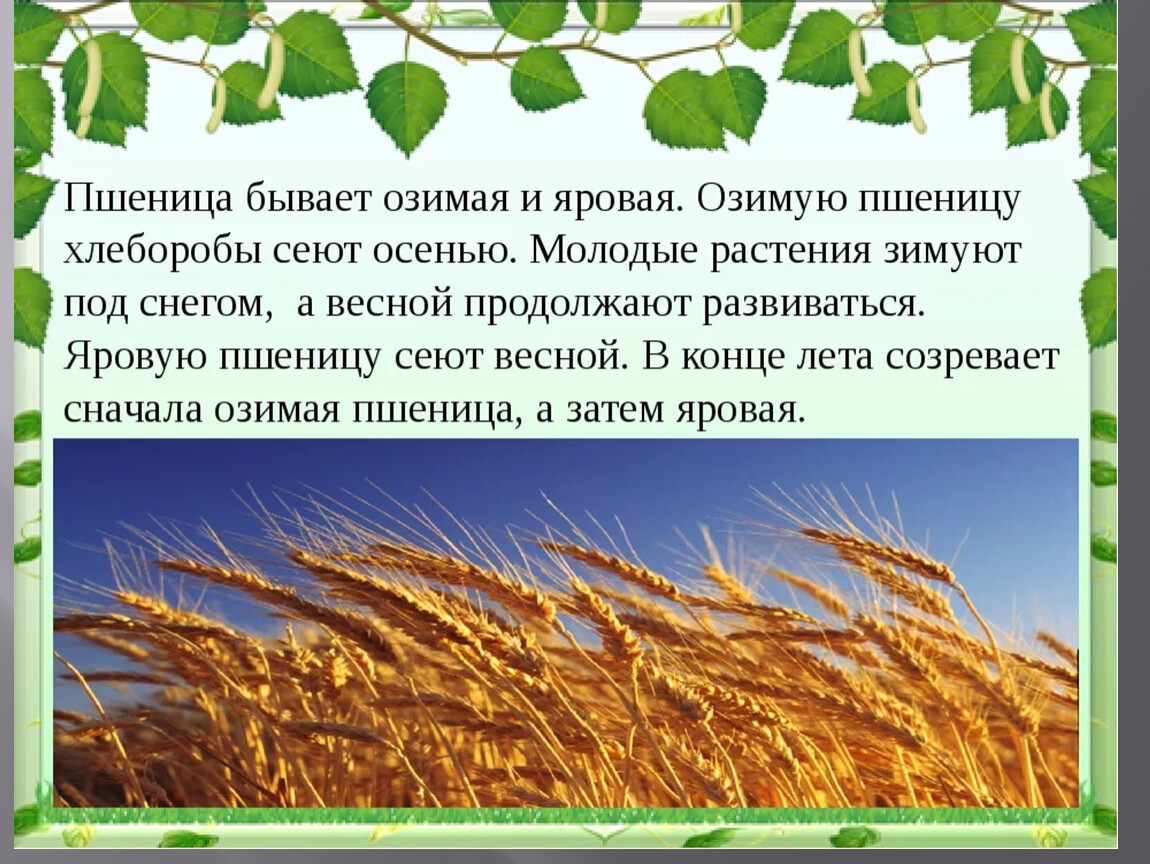 Работа пшеничное. Пшеница бывает озимая и Яровая. Пшеница озимая и Яровая (Растениеводство). Сообщение о пшенице. Полеводство зерновые культуры.