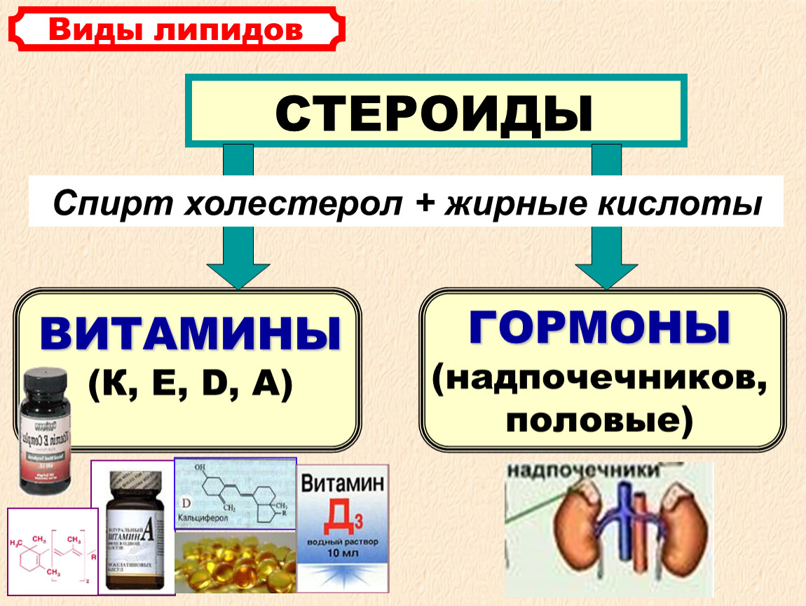 Гормональная функция липидов. Функции стероидов липидов. Стероиды функции. Липиды стероиды витамин. Виды липидов.