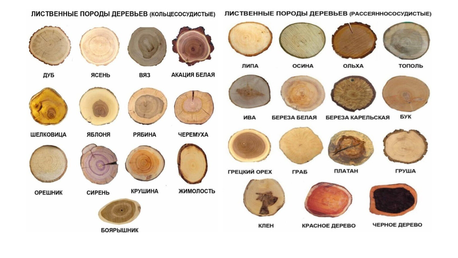 Лиственные породы древесины презентация