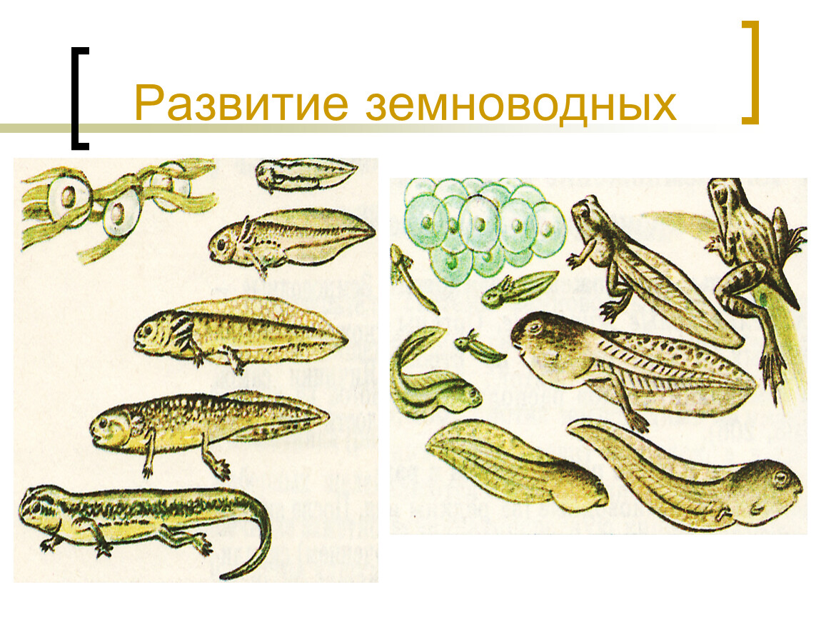 Размножение животных рыбы. Развитие земноводных. Личиночное развитие земноводных. Земноводные размножение. Размножение рыб и земноводных.