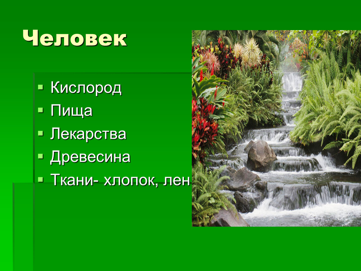 Охрана растений презентация 3 класс окружающий мир. Охрана растений 3. Презентация 3 класс окр мир охрана растений.