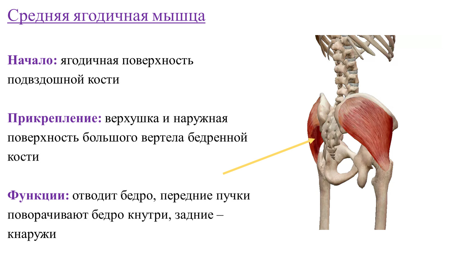Подвздошная кость лечение. Средняя ягодичная мышца функции. Средняя ягодичная мышца начало прикрепление функции. Большая ягодичная мышца начало и прикрепление функция.
