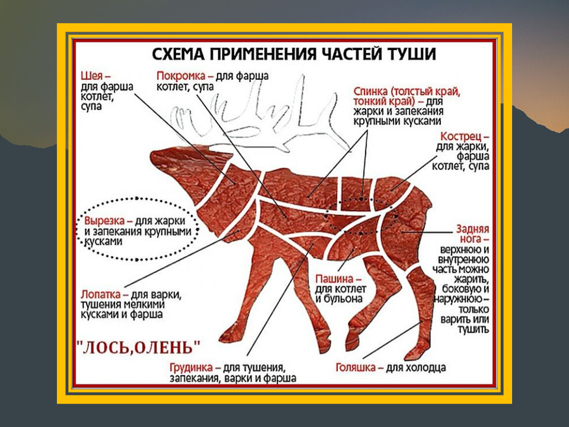 Части животных. Схема применения частей туши лося. Разделка туши оленя схема. Схема разделки лося. Лось схема разруба.