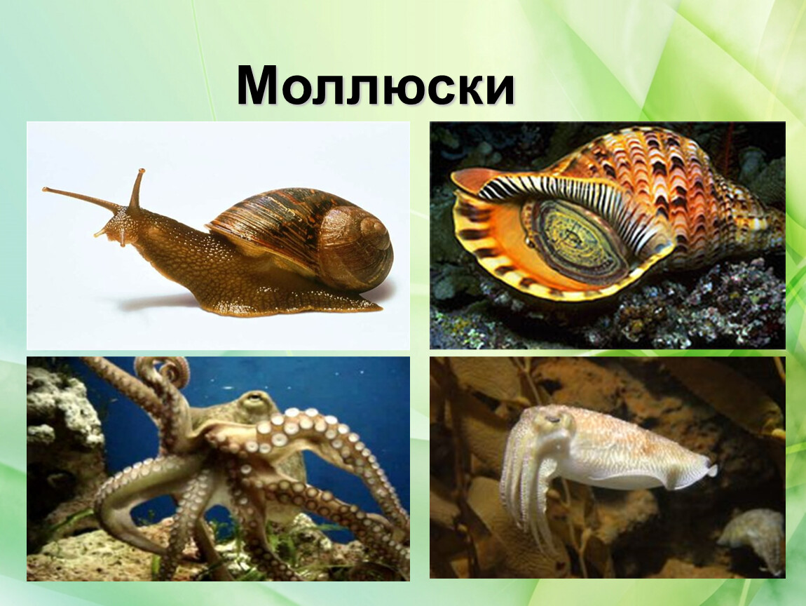 Какие виды моллюсков. Тип моллюски многообразие. Царство животных моллюски. Животные типа моллюски. Моллюски многообразие представителей.