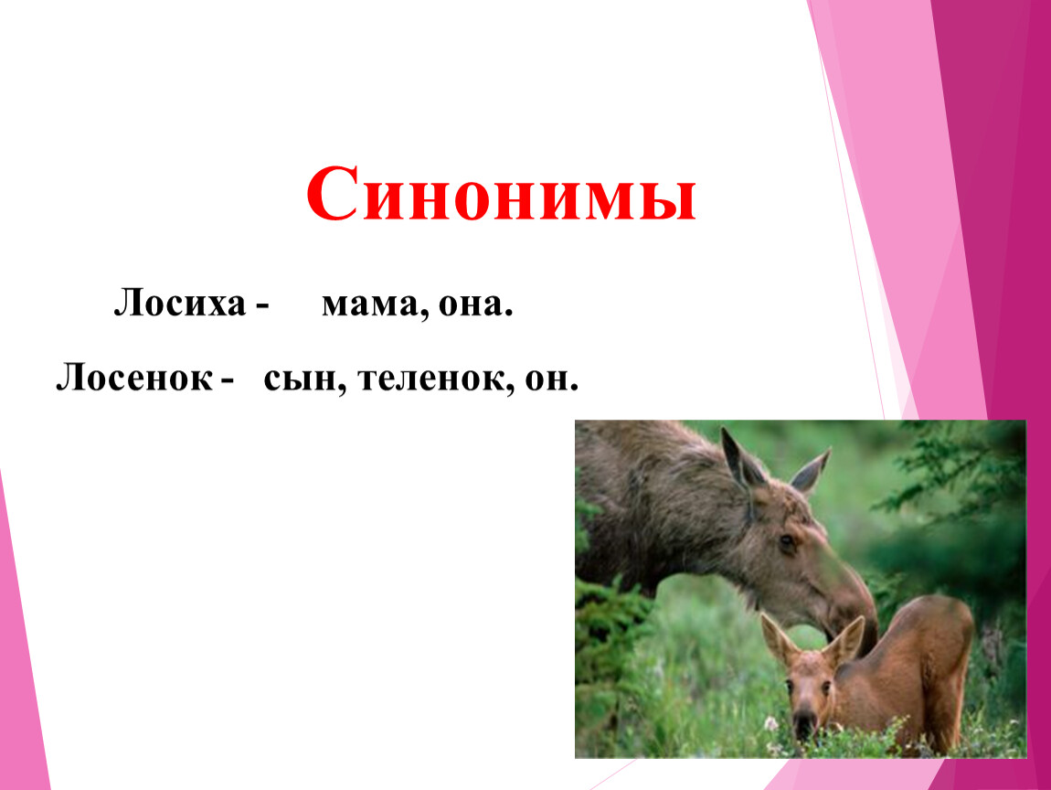 Изложение в погожий летний день в чаще леса у лосихи родился лосенок презентация