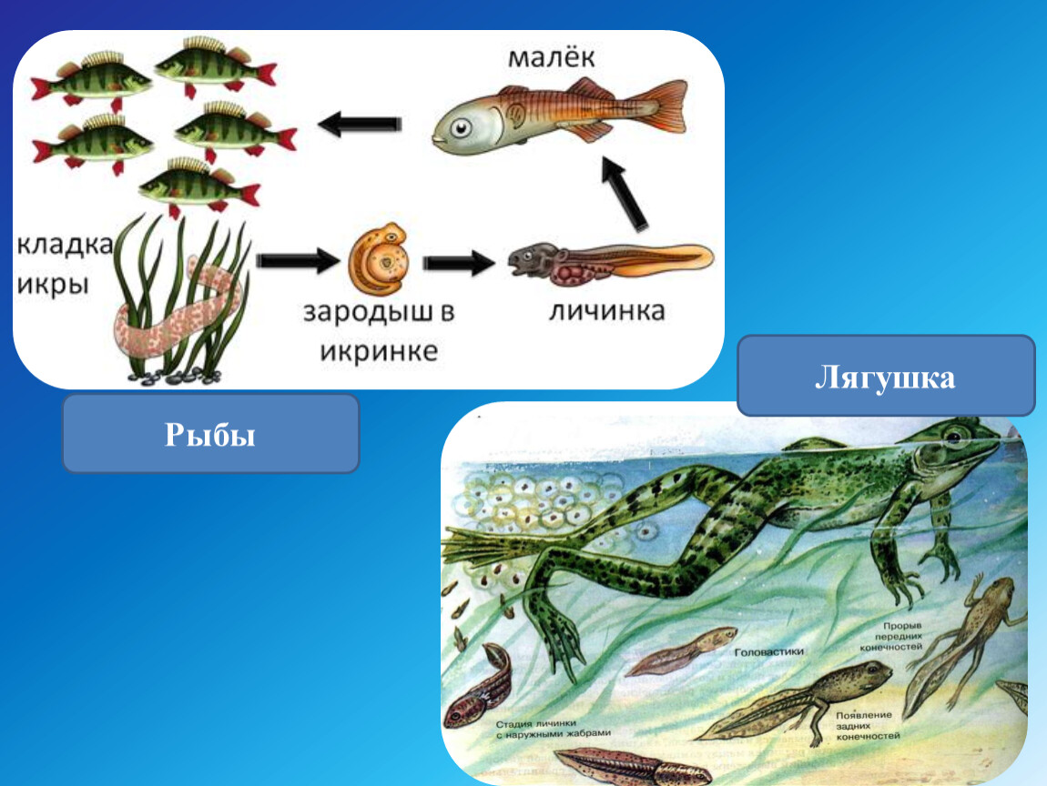 Лягушка относится к рыбам. Пищевая цепочка с черепахой. Икринка личинка малек взрослая рыба. Урок природоведения 6 класс рыбы. Экологические группы рыб.