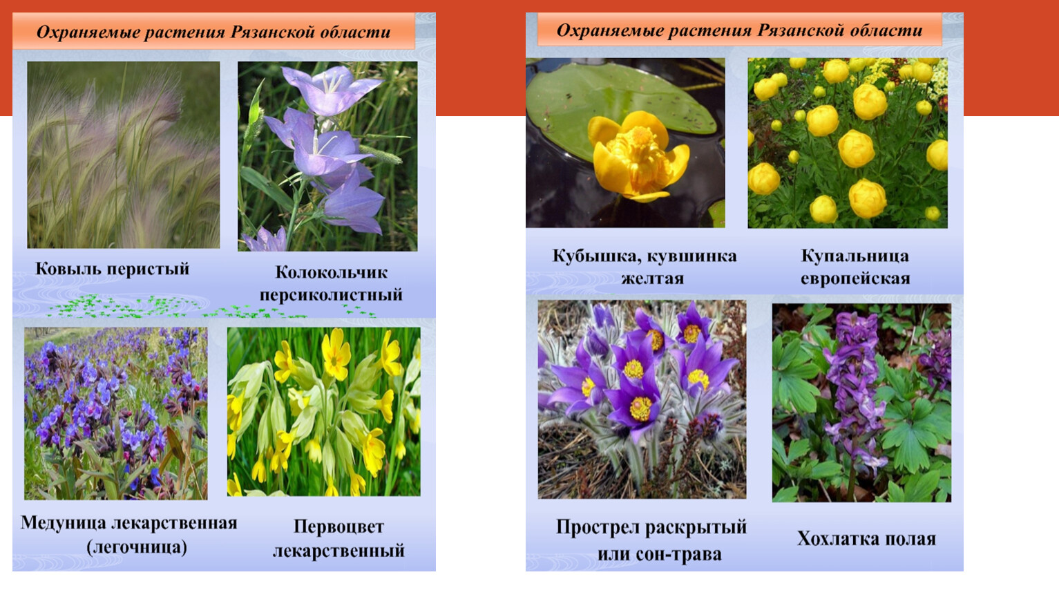Растения из красной книги Рязанской области