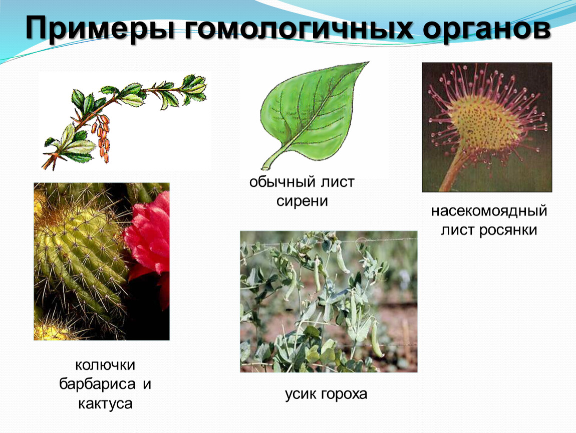 Листья смородины и усики гороха. Колючки кактуса и барбариса гомологичные. Гомологичные органы примеры. Усики гороха это видоизмененные. Гомологичные органы растений примеры.