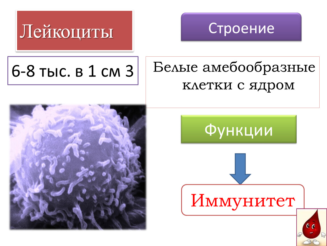 Строение лейкоцитов. Лейкоциты строение и функции. Структура лейкоцитов. Клеточная структура лейкоцитов.