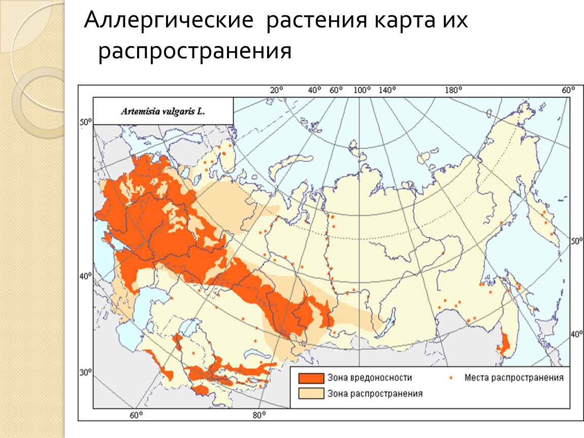 Карта распространения амброзии в россии