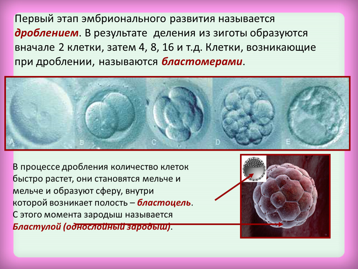 На рисунке изображен этап эмбрионального развития млекопитающего