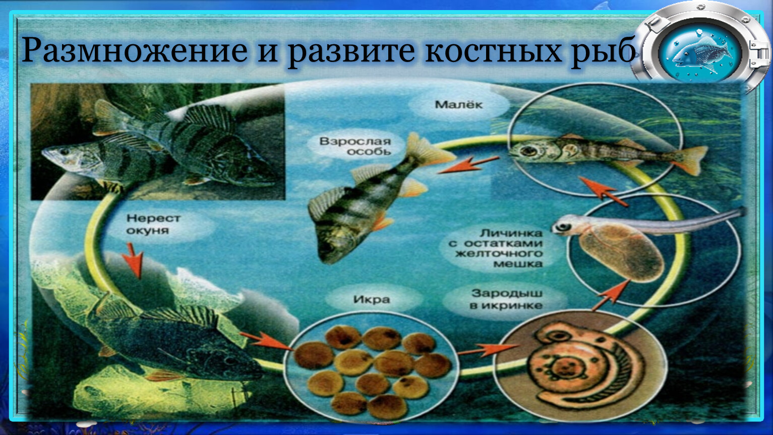 Цикл развития костных рыб