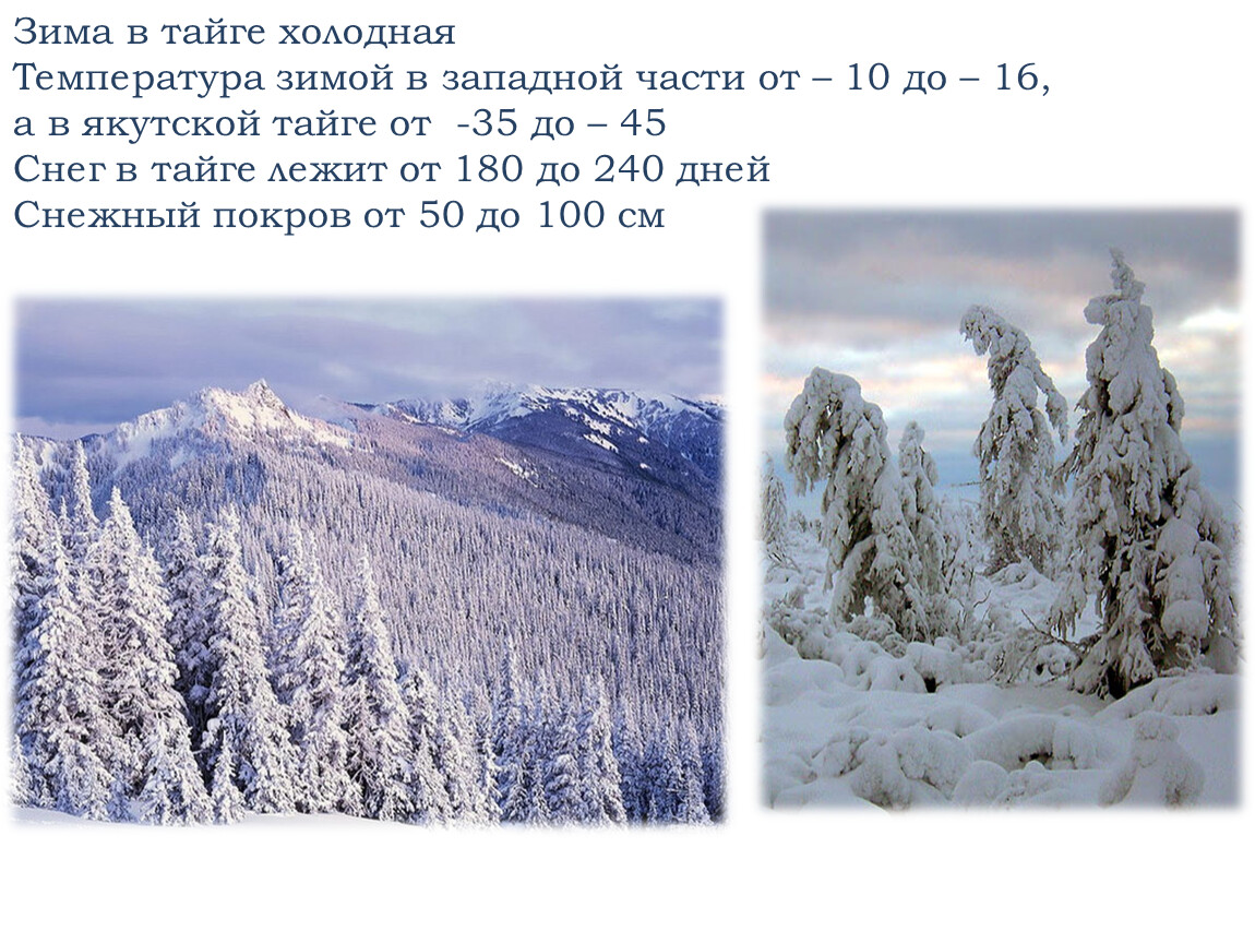 Зимняя температура в тайге. Температура в тайге зимой. Тайга снежный Покров зимой. Температура зимой в тайге в России. Тайга зимняя температура.