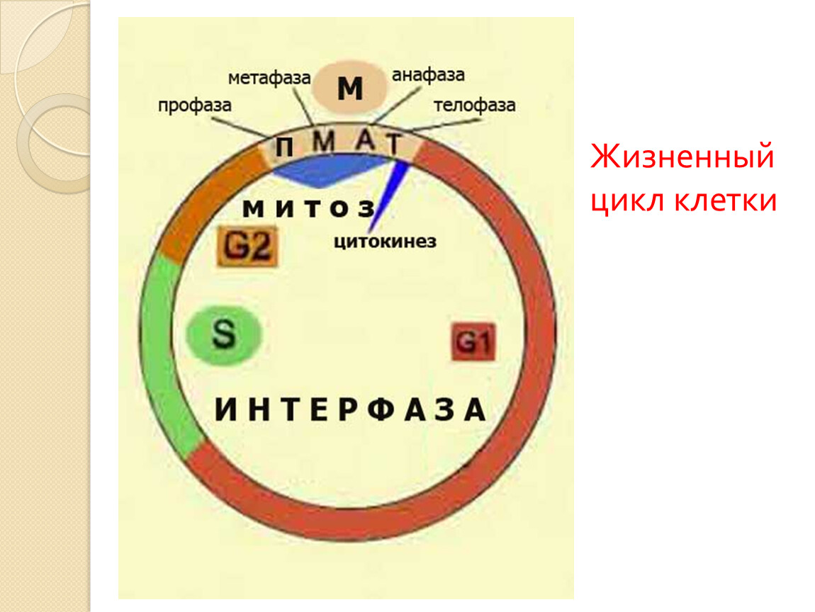 Клеточный цикл рисунок егэ