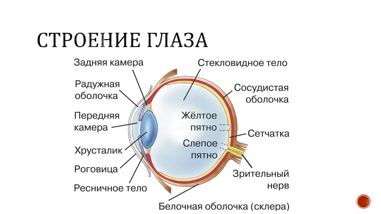 Строение глаза физика 9