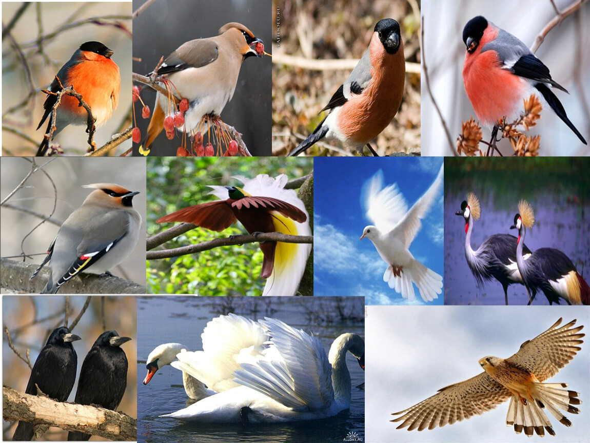 День птиц видео для детей. День птиц. Международный день птиц. Коллаж день птиц.