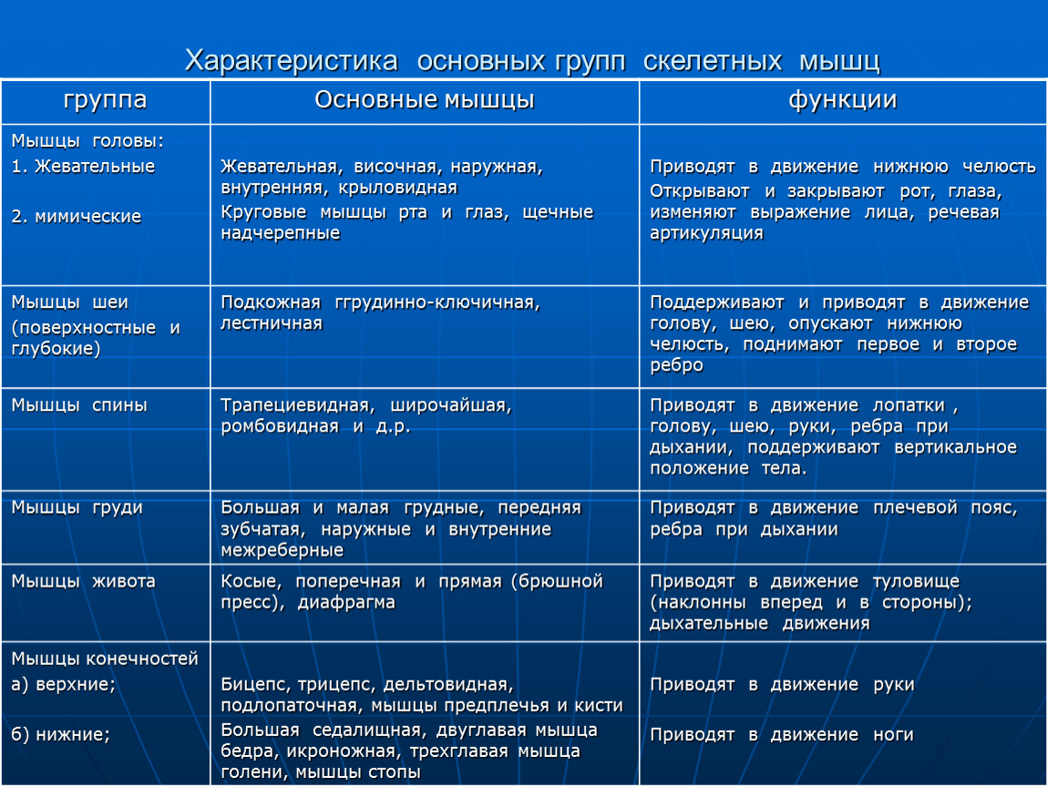 Функции мышц схема