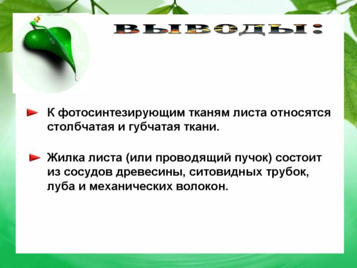 Клеточное строение листа 6 класс биология презентация