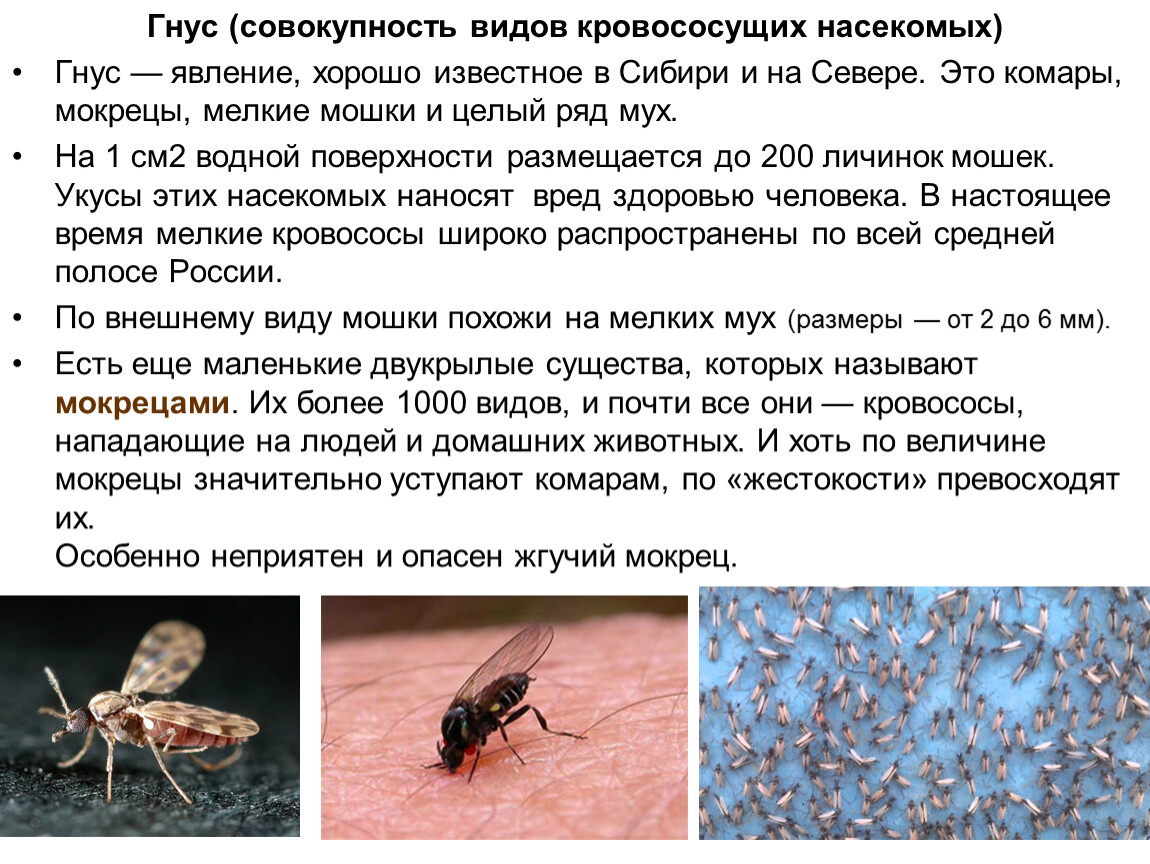 Инфекции передающиеся через укусы кровососущих насекомых. Виды кровососущих насекомых. Укусы кровососущих насекомых. Укусы насекомых презентация.