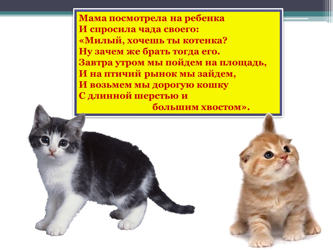 Придумай 2 аргумента почему кот лучше собаки. Почему коты дороже кошек. Презентация почему ты котенок. Зачем котятам мама. Слепой котенок хочет увидеть свою маму.