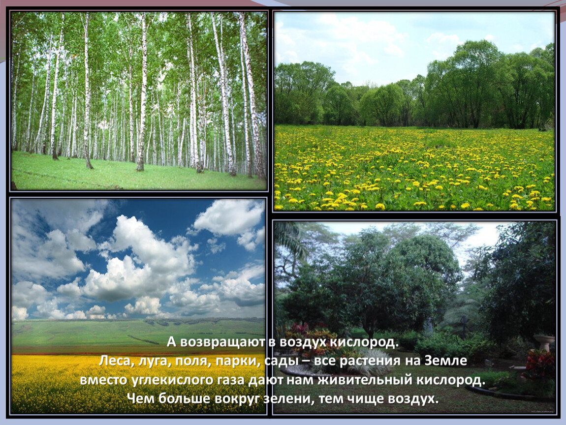 Различие леса. Сравнение леса и Луга. Сходство Луга и леса. Поле луг лес окружающий мир. Отличие Луга от поля.