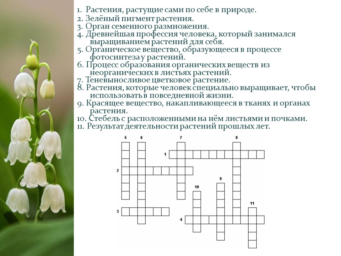 Разводимое растение. Растения растущие сами по себе в природе. 1. Растения, растущие сами по себе в природе. Какие растения растут сами по себе. Растения растут сами по себе в природе примеры.