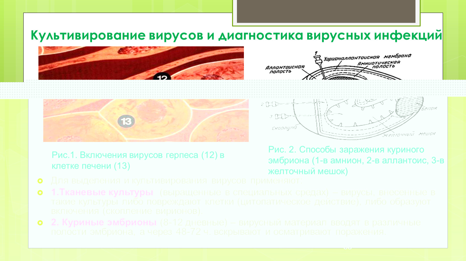 Методы микробиологической диагностики вирусных инфекций презентация