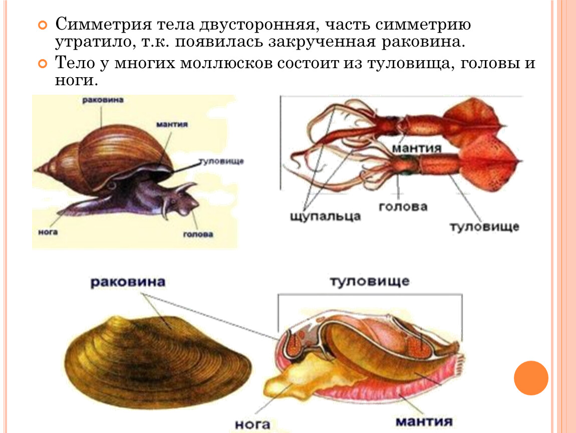 Тело моллюска имеет мантию