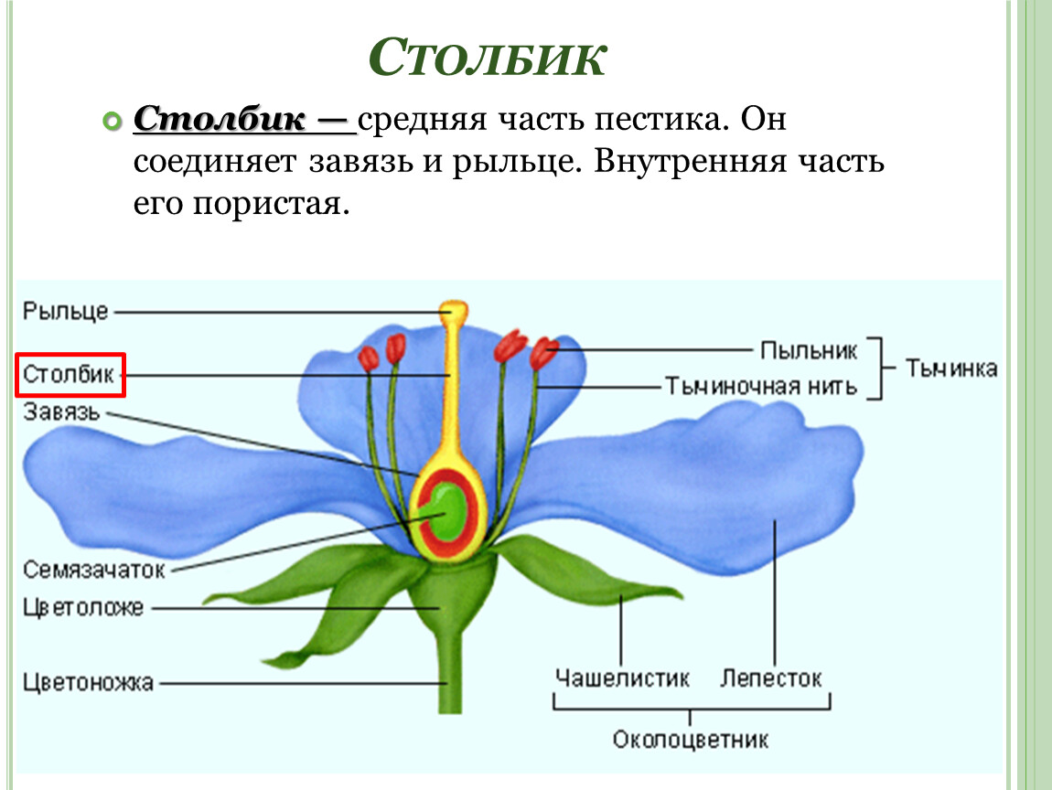 Строение цветка соцветие 6 класс. Чашелистик пыльник завязь. Генеративные органы строение цветка. Цветок строение и функции. Структура цветка.