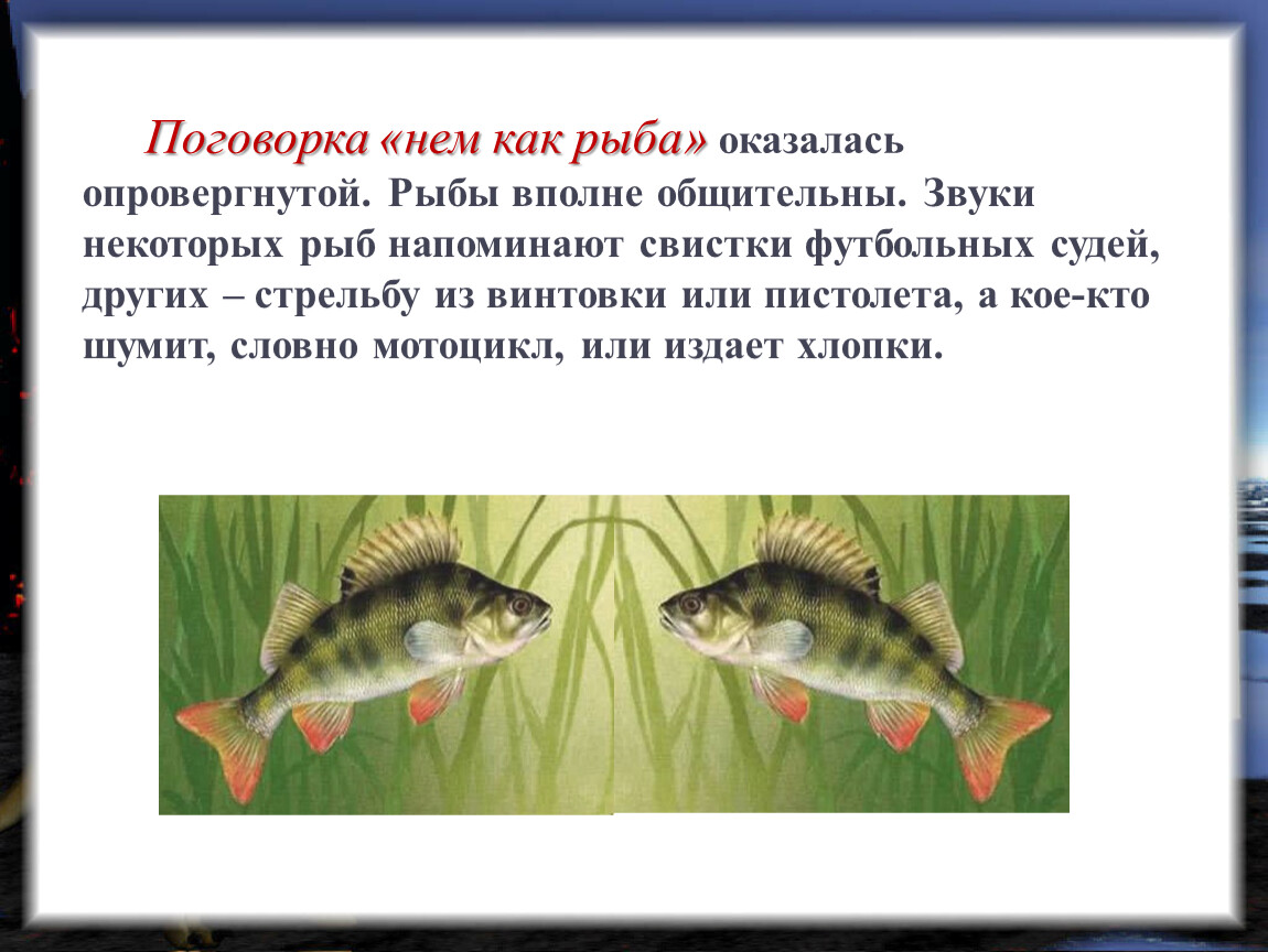 Какие звуки издают рыбы. Нем как рыба. Поговорки про рыбу. Пословицы про рыбу. Пословица про рыбку.