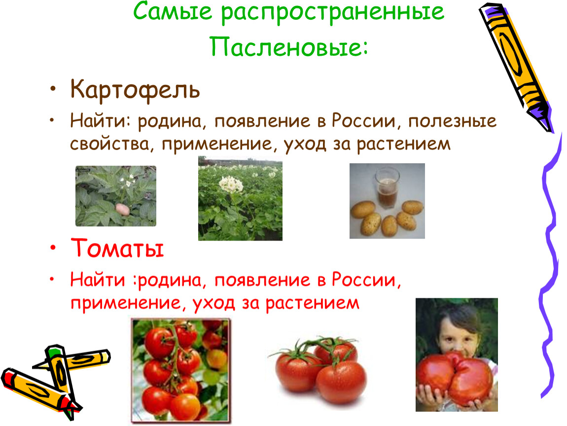 Пасленовые овощи это. Паслёновые овощи. Продукты семейства пасленовых. Семейство Пасленовые презентация. Жизненные формы пасленовых растений.