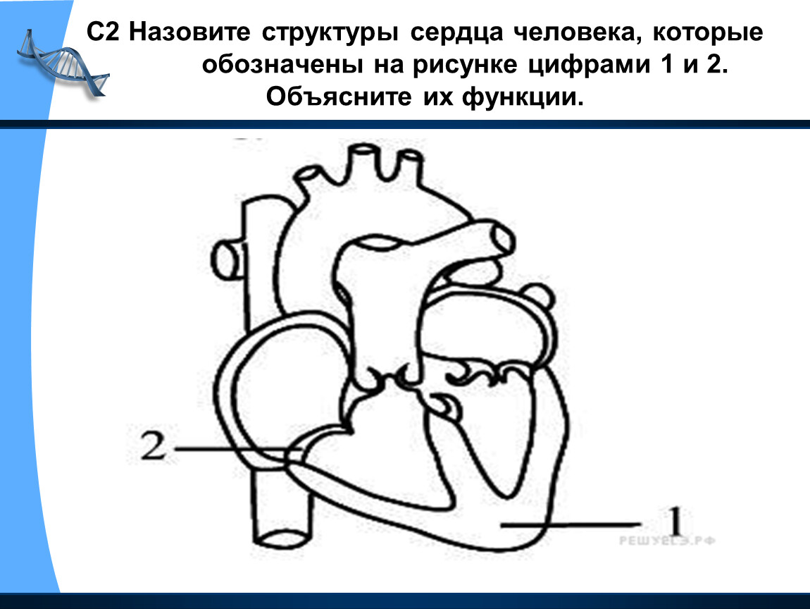 Какая структура сердца человека изображена на рисунке. Назовите структуры сердца. Строение сердца человека. Структуры сердца человека рисунок. Назовите структуры сердца человека.