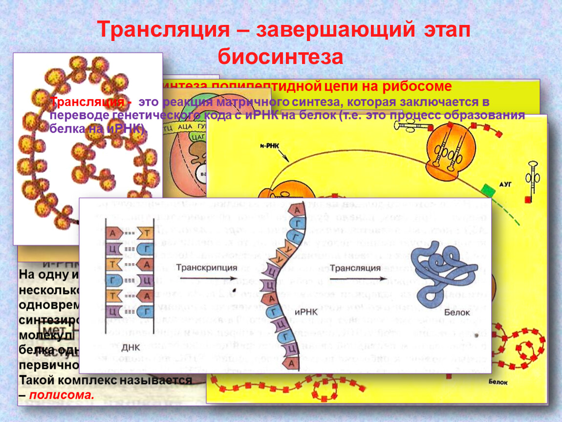 Синтез полипептидной цепи в рибосомах. Трансляция Биосинтез белка 10 класс. Схема этапы синтеза белка рибосомы. Трансляция Биосинтез белка на рибосоме. Синтез белка на полипептидной цепи.