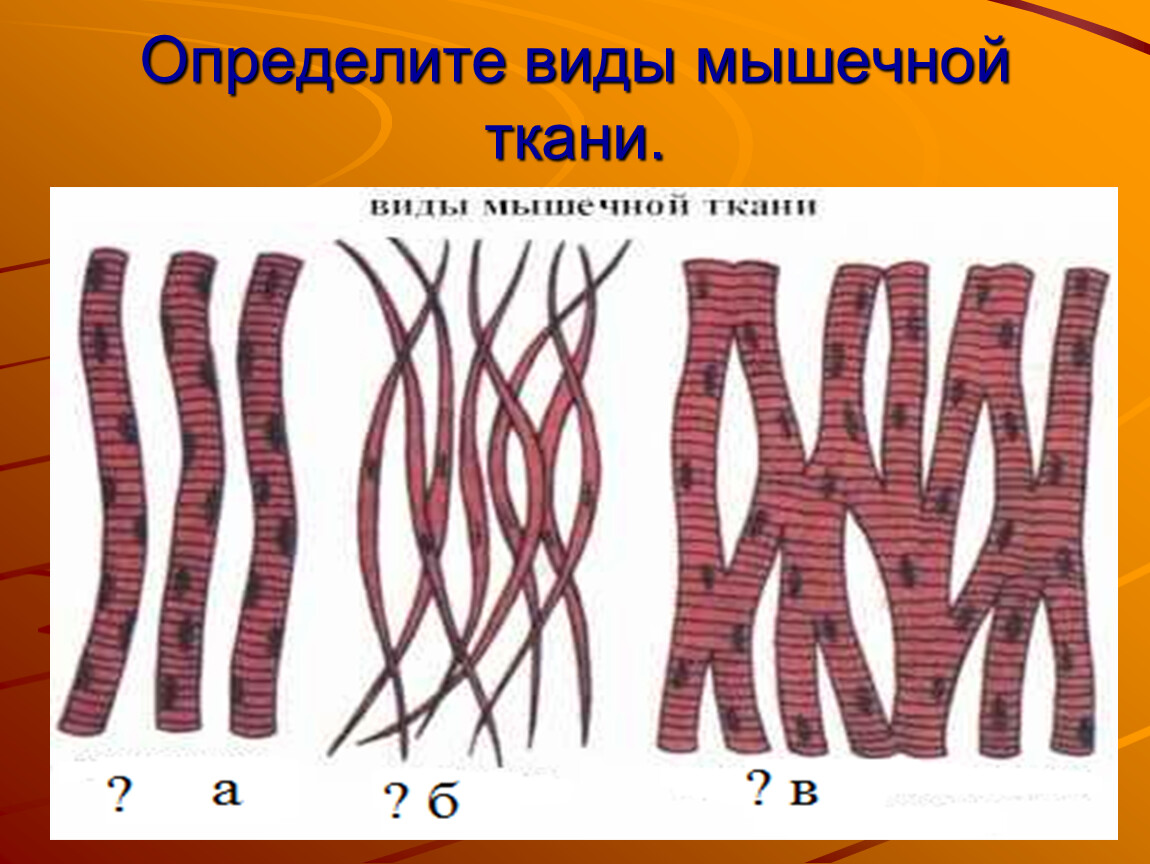 Виды мышечной ткани рисунок