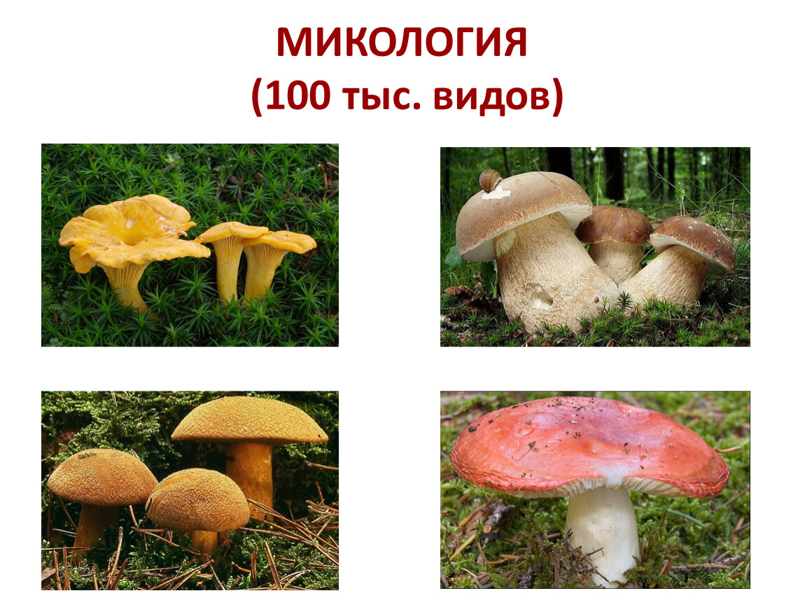 Микология грибы. Микология виды. Частная микология. Микология картинки.