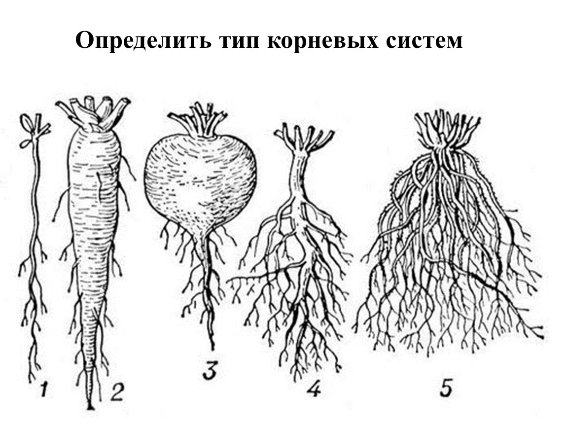 Какие существуют корни. Мочковатая корневая система рисунок. Метаморфозы корня у мочковатой корневой. Стержневая корневая система моркови ботаника.