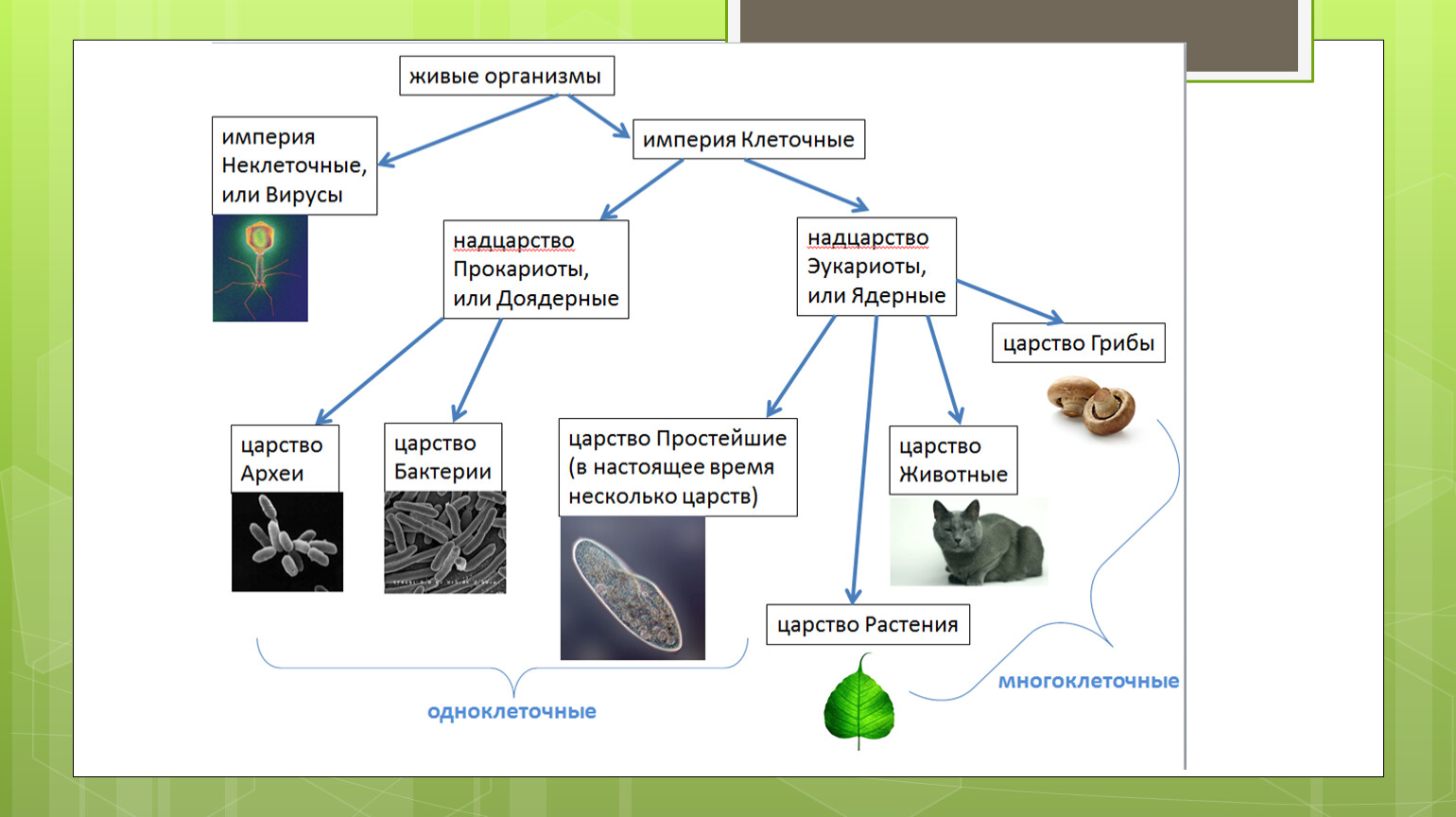 Классификация животных растений бактерий грибов