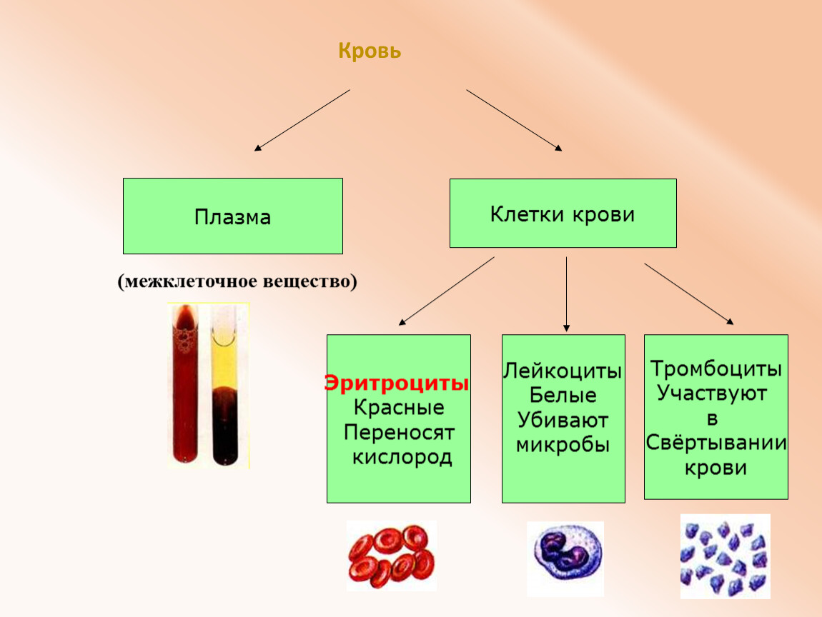 Функция плазмы крови человека. Плазма клетки в крови. Лейкоциты участвуют в свертывании крови. Межклеточное вещество крови. Клетки элементы крови и плазма межклеточное вещество.