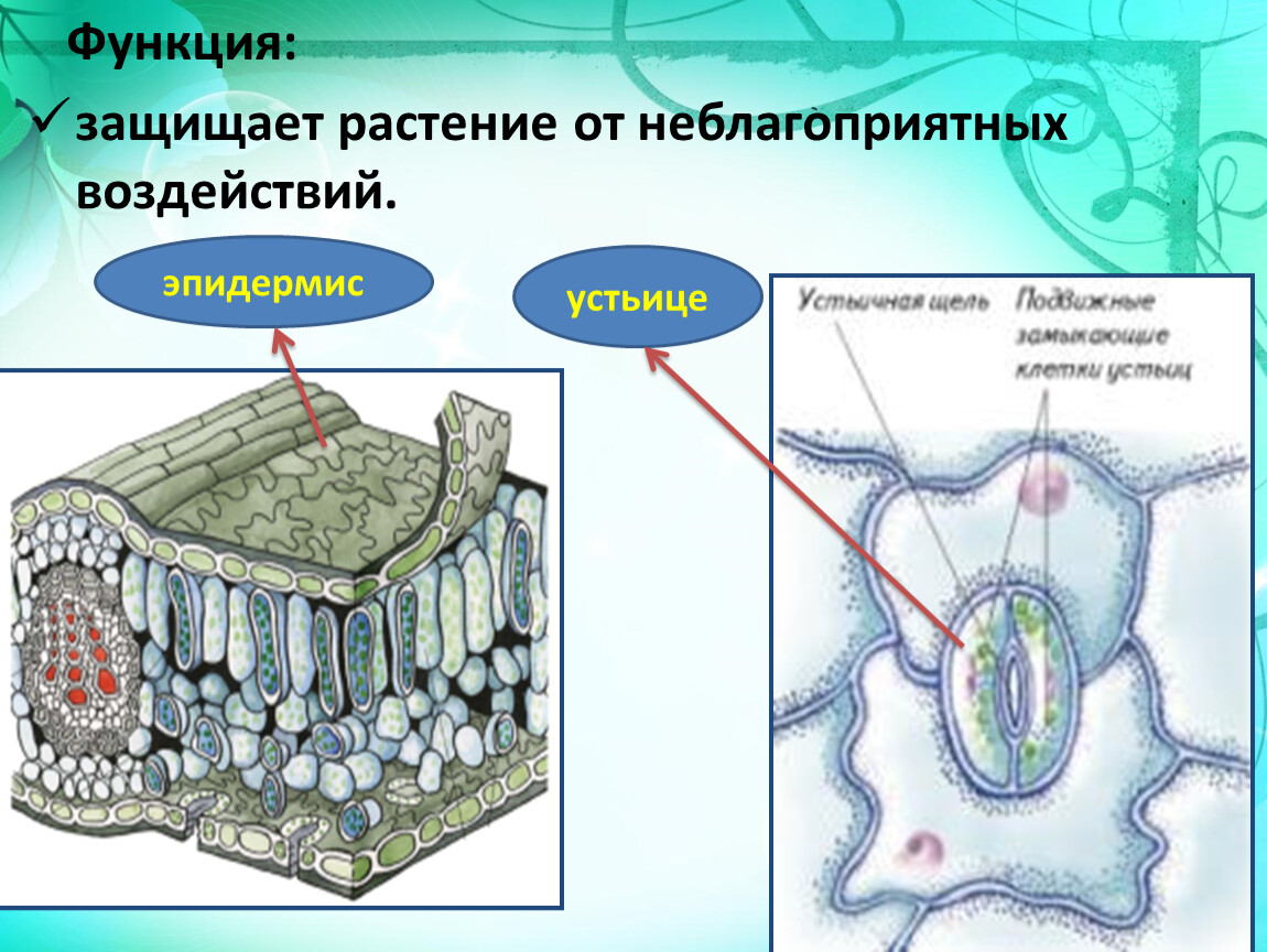 Покрыто растения. Ткань с очень прочный клеточными стенками. Механическая ткань биология 5 класс. Устьица ткань. Устьица ткань и функции.