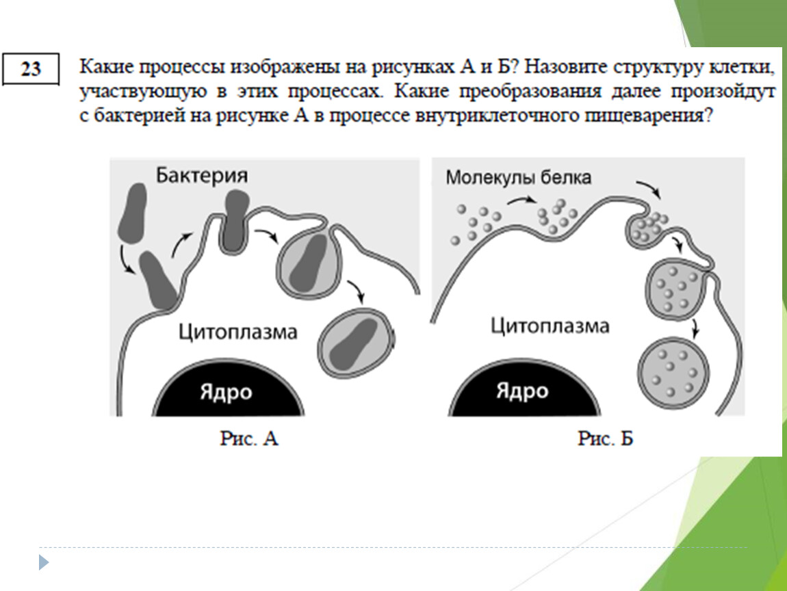 Задание №365: Какие процессы, сопровождающие …