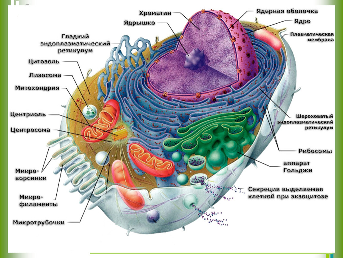 строение клетки животная клетка раст фото 8
