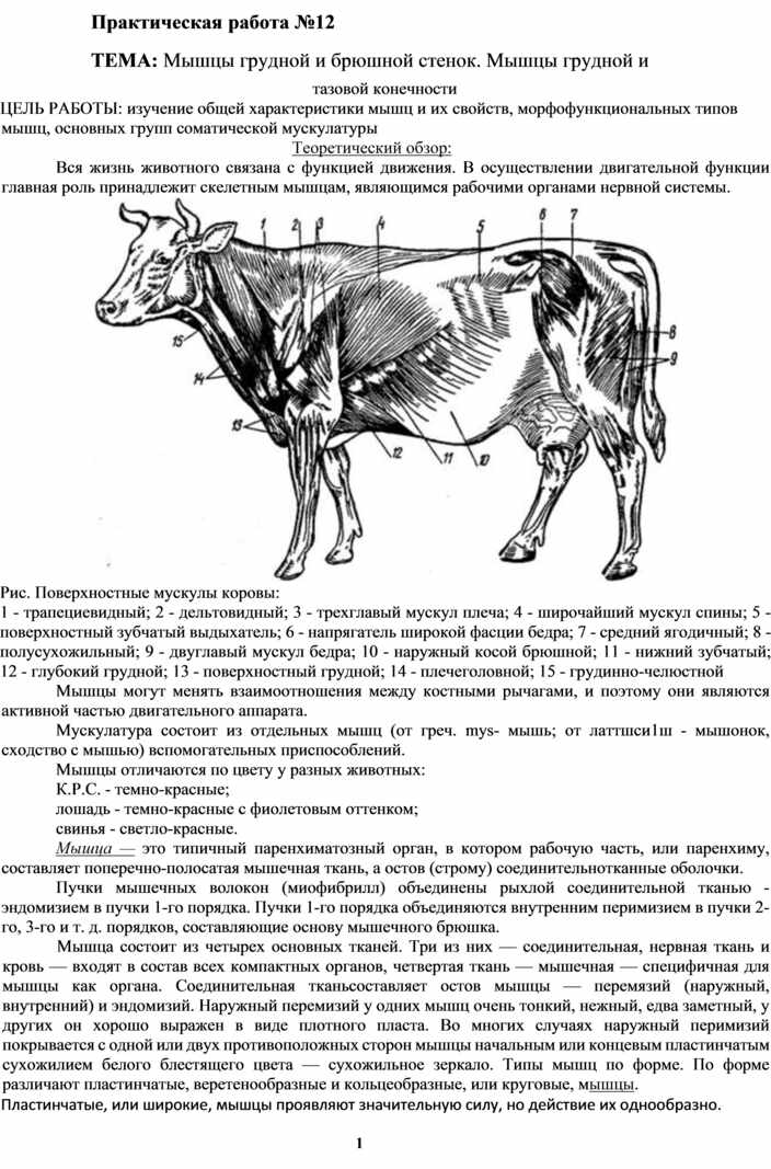 Курсовая органы