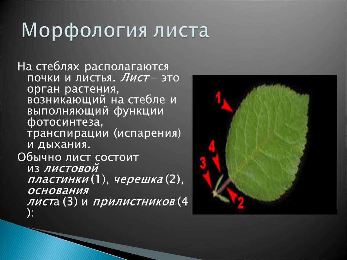 Стебель расположенный на нем листьями и почками. Морфология стебля. Морфология стебля растений. Морфология стебля и побега. Стебель. Морфология стебля..